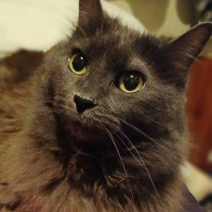 GishWithEDS's tweet photo. #Selling #art to help my sick kitty

The vet said they want 100$ just to see her, and I have no idea how much tests and treatments are going to cost. I'm disabled so I don't have any extra income. She is congested and lethargic, and she is barely accepting treats. 20$digitalPics https://t.co/4If3budSxO