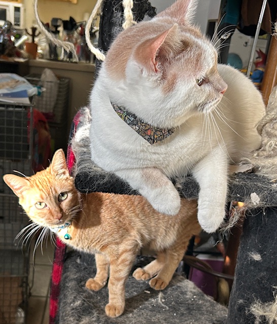 "Her fur was all messy yesterday when she came out of the litter box room. Oh you should have seen it! Oh crap, she's behind me isn't she?" #Rescue #Foster #Adopt #CommunityCats #Cats #CatsOfTwitter #CatsOfX #WasFeralNowFriendly