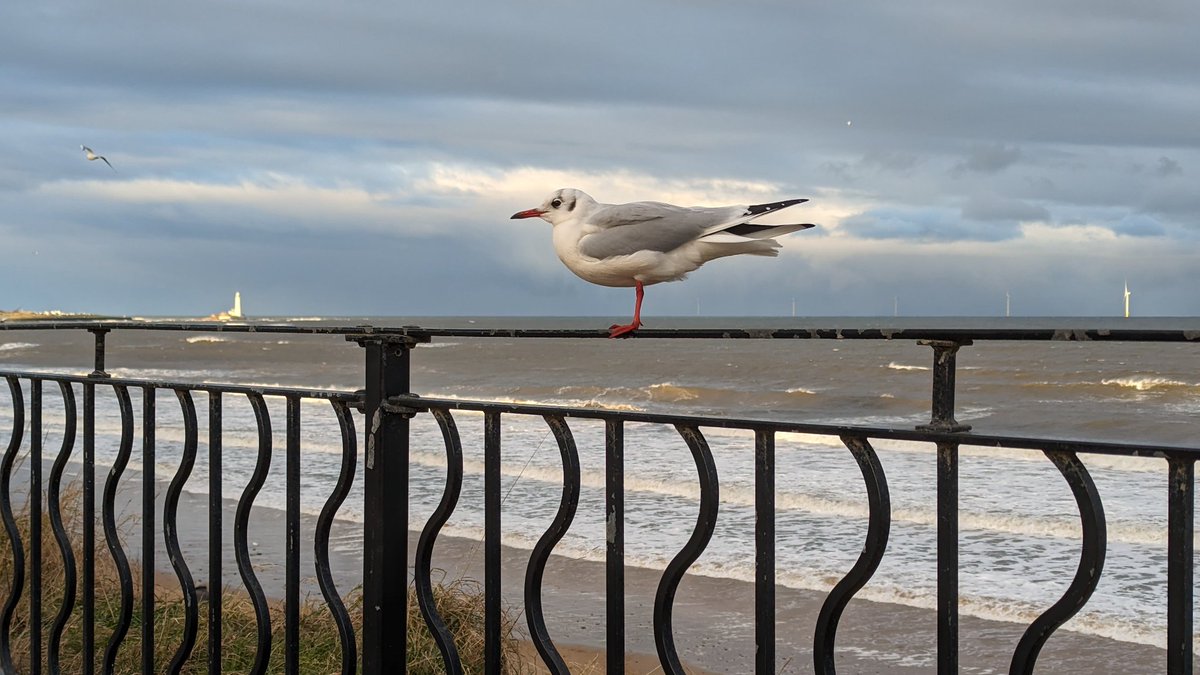 #blackheadedgull #whitleybay #northsea