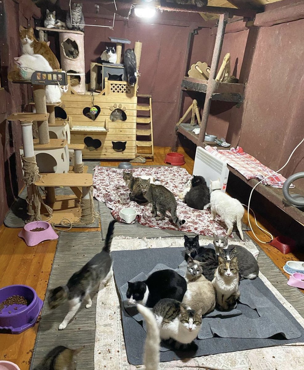 KediTehlikesi's tweet photo. Kedi sevebilirsiniz. Kedi sahiplenebilirsiniz. Ancak bu görüntü normal değildir. Normal diyen varsa mutlaka tedavi olmalıdır. Kanun değişikliğinde 1 kişiye sadece 1 hayvan sahiplenme sınırı getirilmelidir! @TCTarim https://t.co/RvwWNtTzEK
