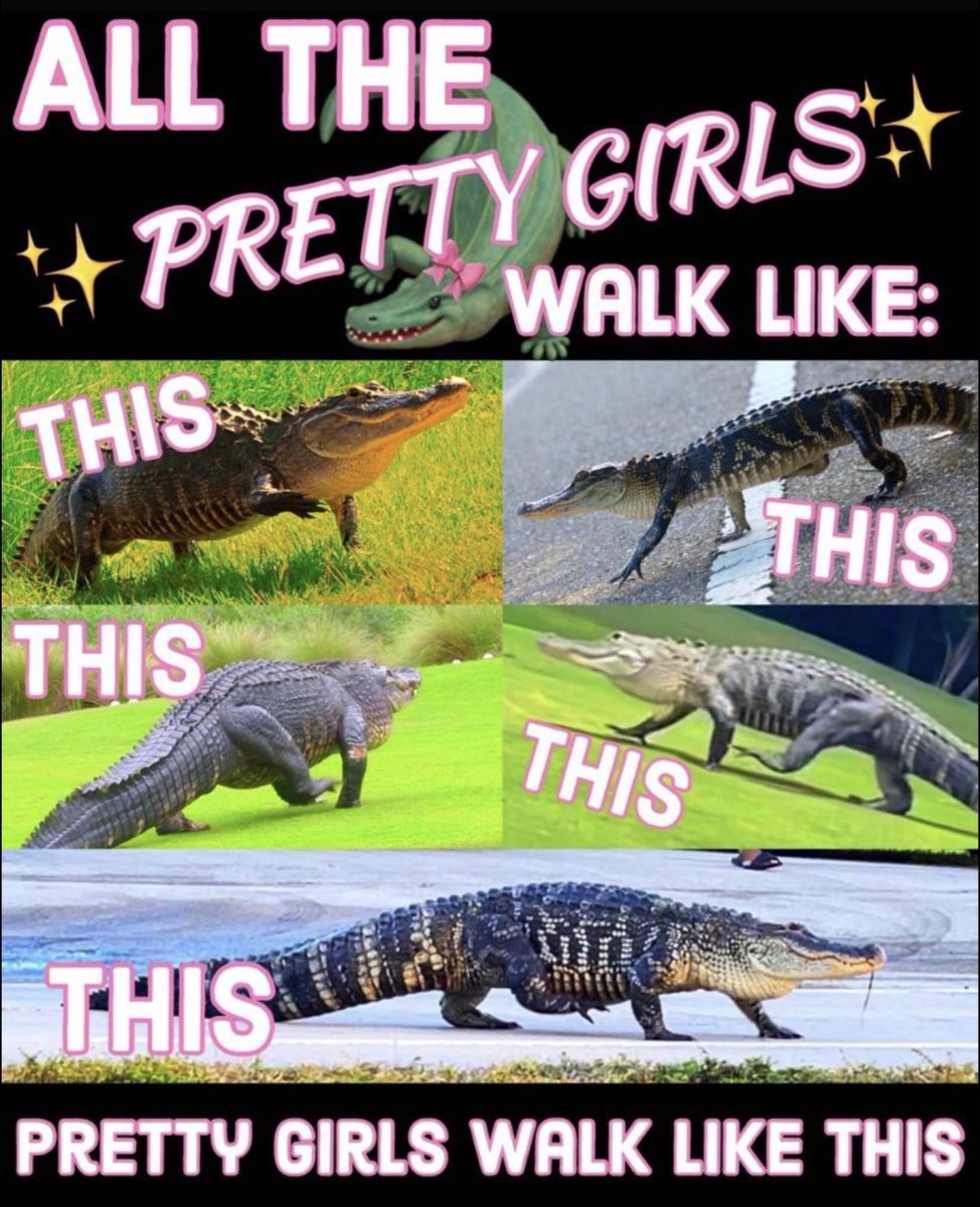 GatorsDaily's tweet image. 