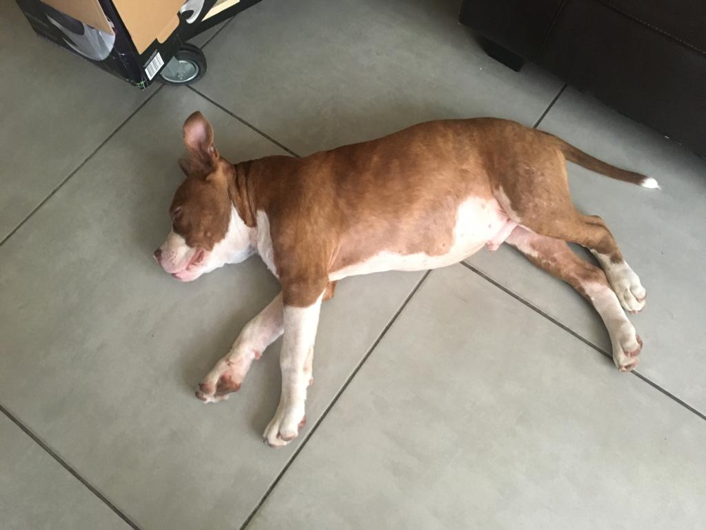 Tas lindo Capi 🐶❤️