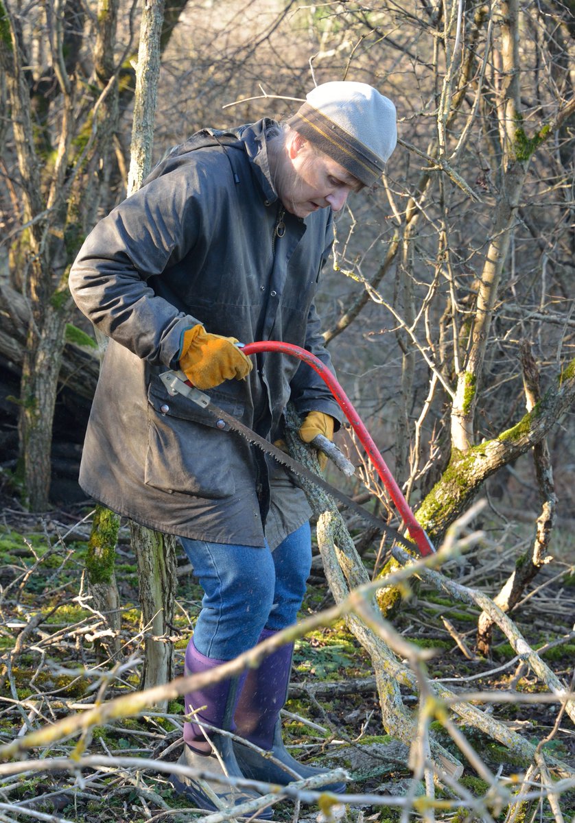 More great work by 11 @UpperThamesBC volunteers at Aston Upthorpe (Oxon Downs) this morning, clearing scrub and coppice to @savebutterflies. It stayed dry and the sun shone (ahead of the next freeze!). A huge thank-you to all for your hard work!
