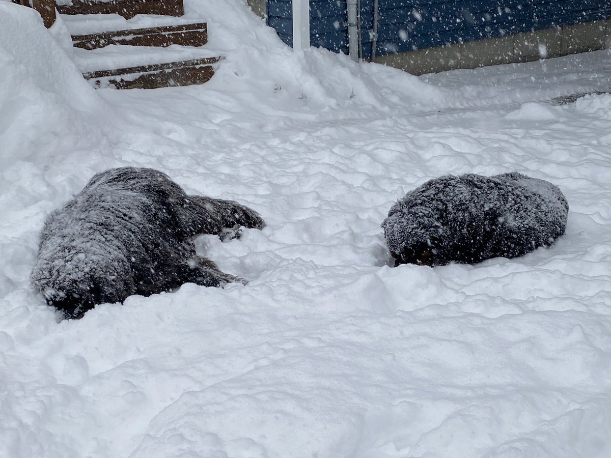 CornickJcornick's tweet photo. At least the dogs are enjoying the weather…#snowdog #polarbears https://t.co/lYHUEhOijy