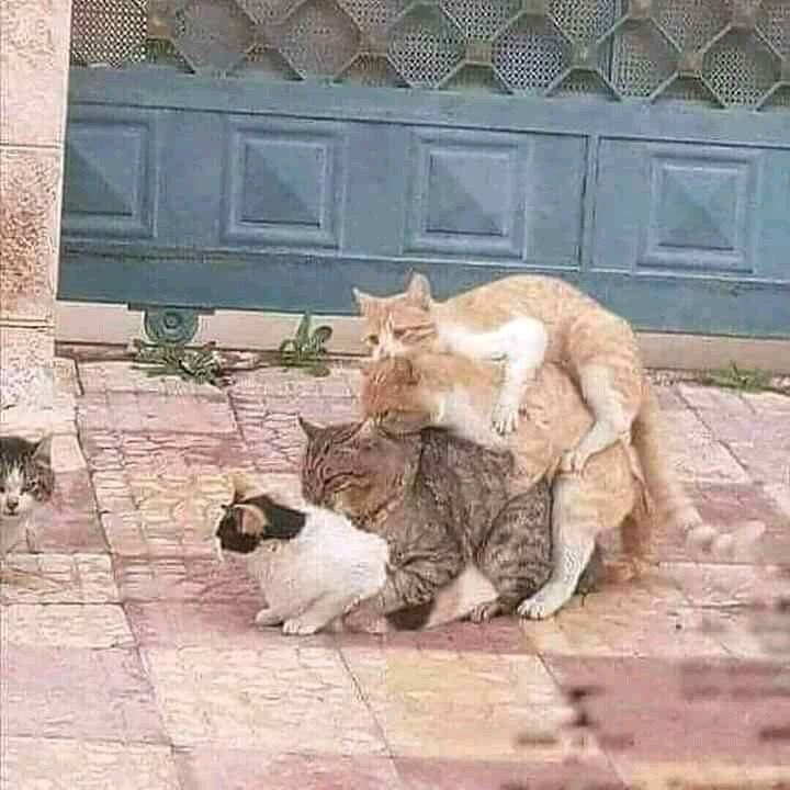 No Cats No Life tweet media