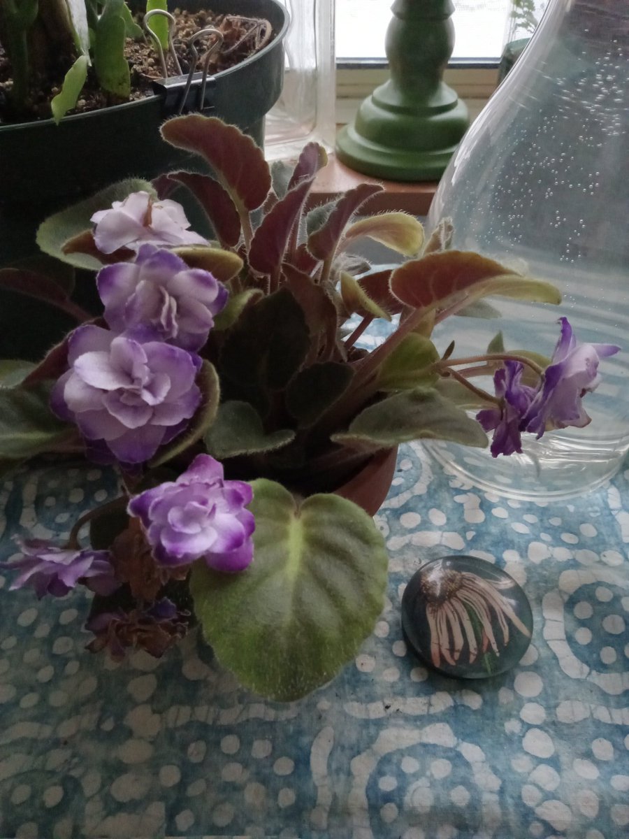 URooted13's tweet photo. @rvmrn68 @8thSmile Goodmorning! May this day bloom with beautiful potential 🙏🏽✨️ https://t.co/B5LqJ91pxb