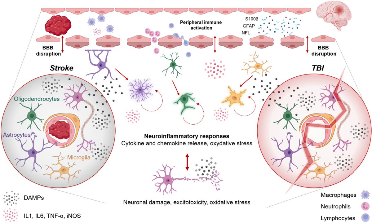 ICMexperimental's tweet image. It's time to master the #brain in critical conditions 🔥🧠 #ICU
👉Personalized approach to optimize energy substrate delivery
👉#Invasive &amp;amp; non-invasive neuromonitoring
👉Clinical evaluation and #neuroimaging

Don't miss this🆓#Review #ICMx: icm-experimental.springeropen.com/articles/10.11…

@ESICM
