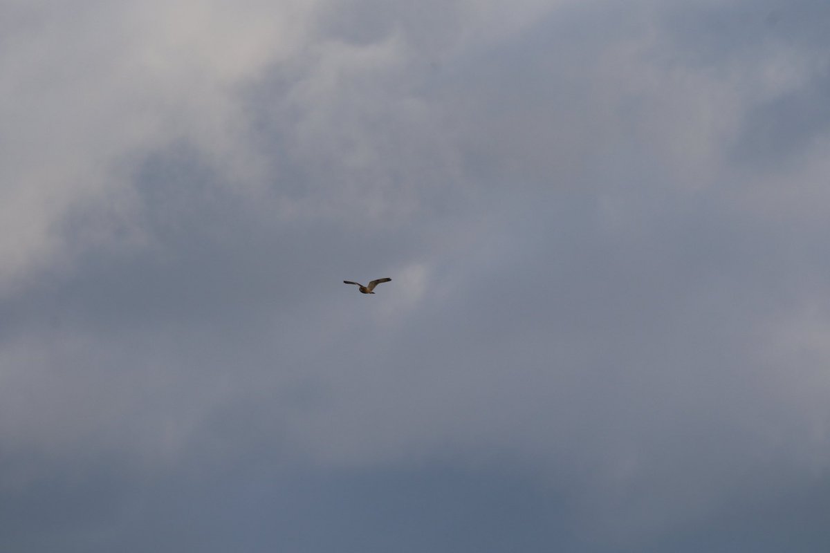 John McNally tweet media