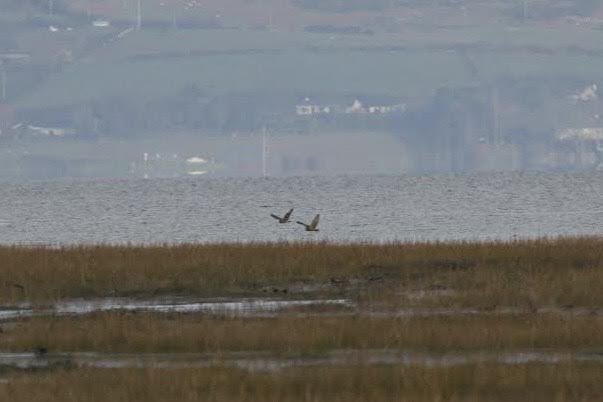 John McNally tweet media