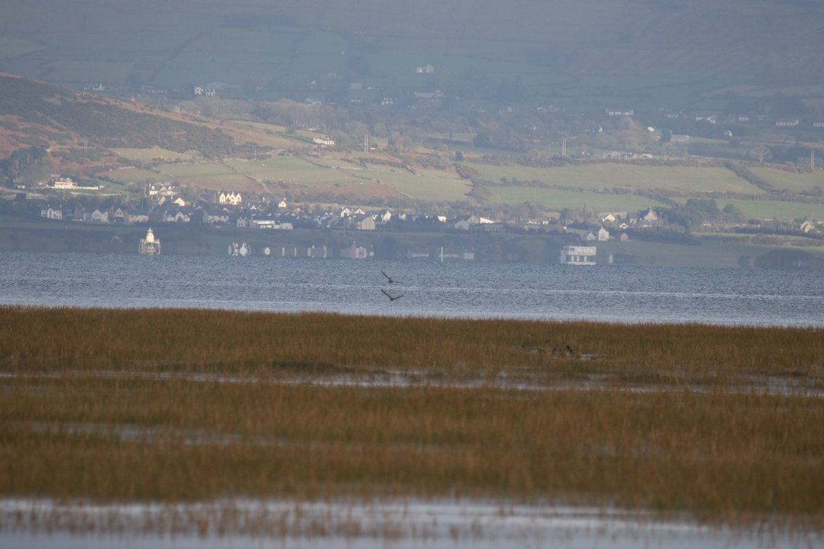 John McNally tweet media