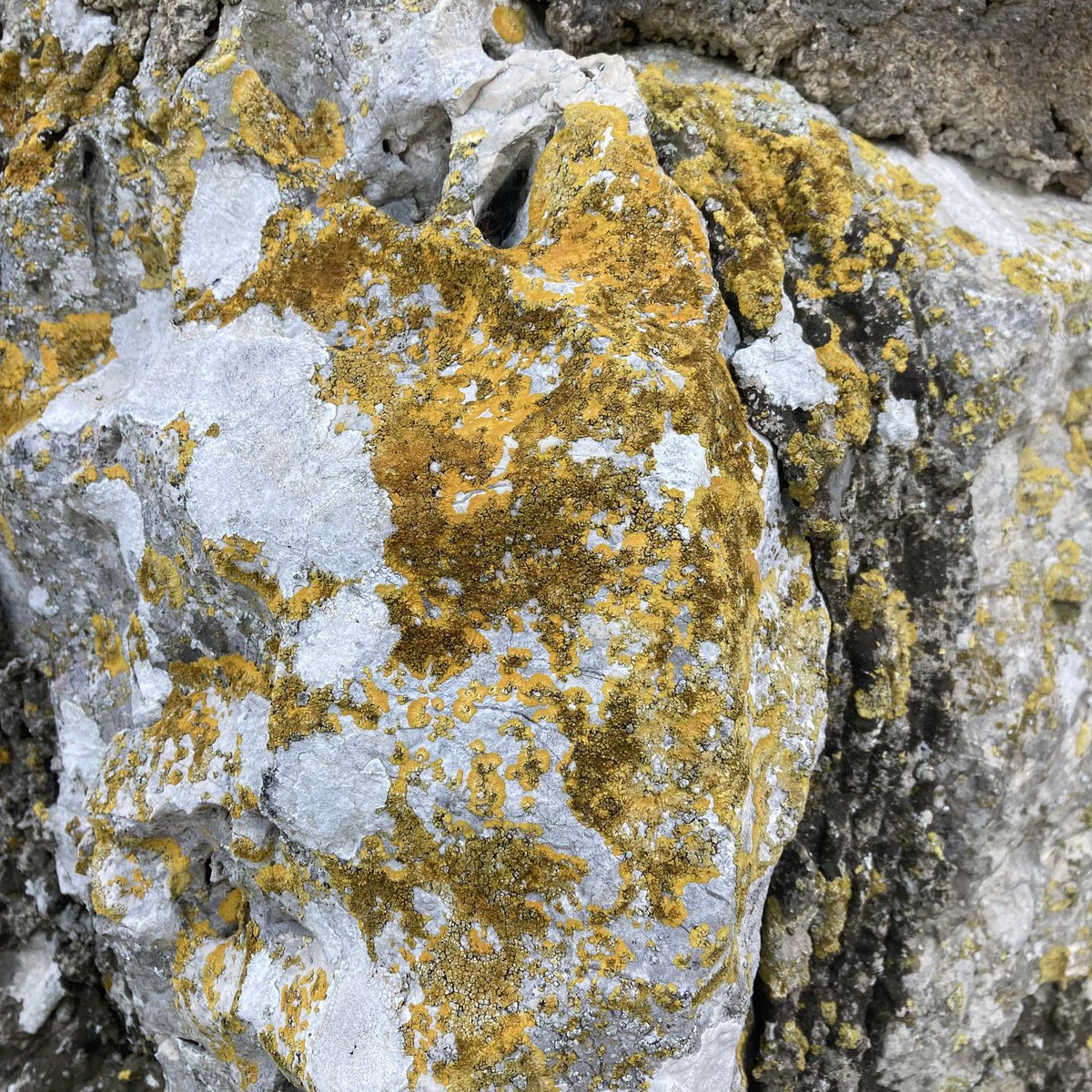 #lichen #france #alpesmaritimes #eze