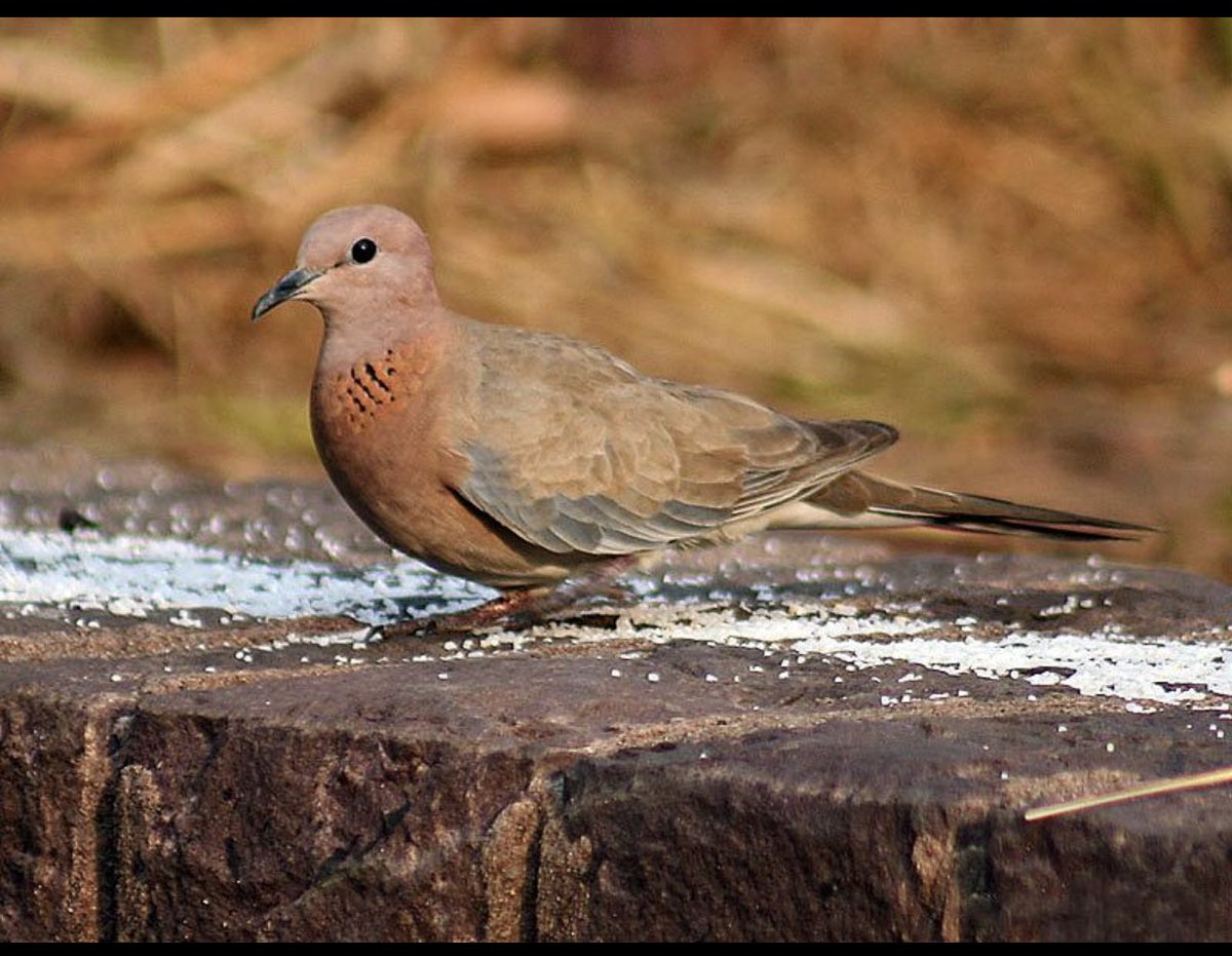 زهرایی بدون نازنینش …. tweet media