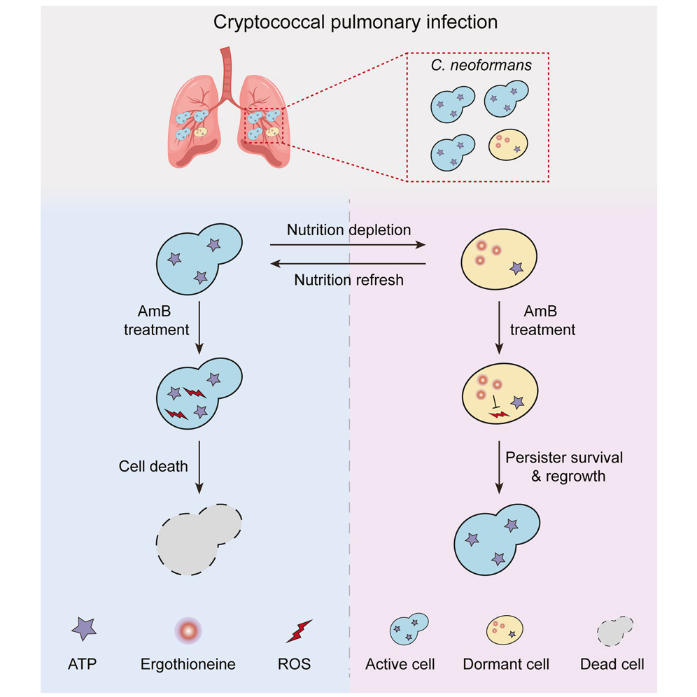 MicrobesInfect's tweet image. Fungicide-tolerant persister formation during cryptococcal pulmonary infection

cell.com/cell-host-micr… #Cryptococcus