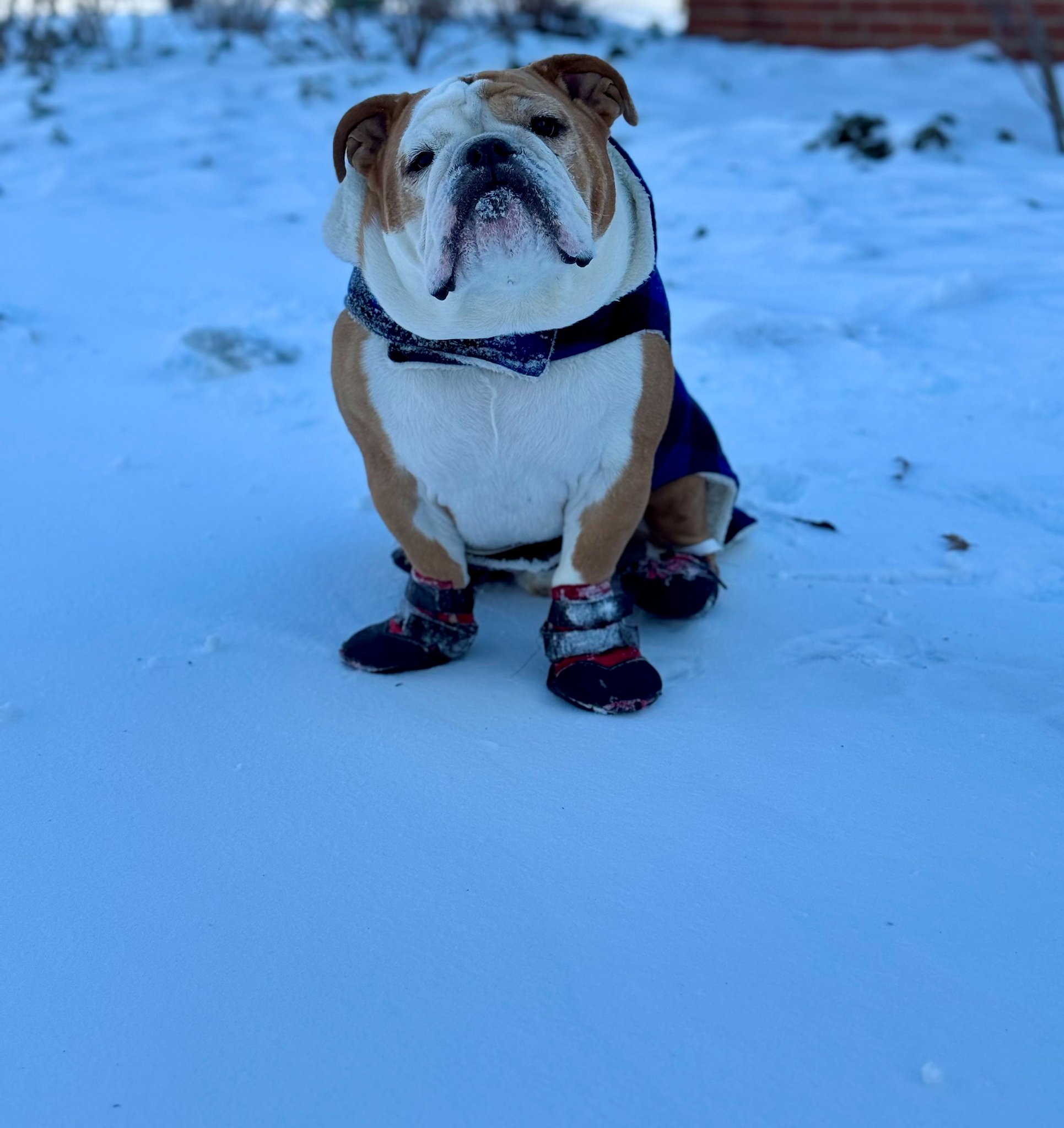 English bulldog cheap booties
