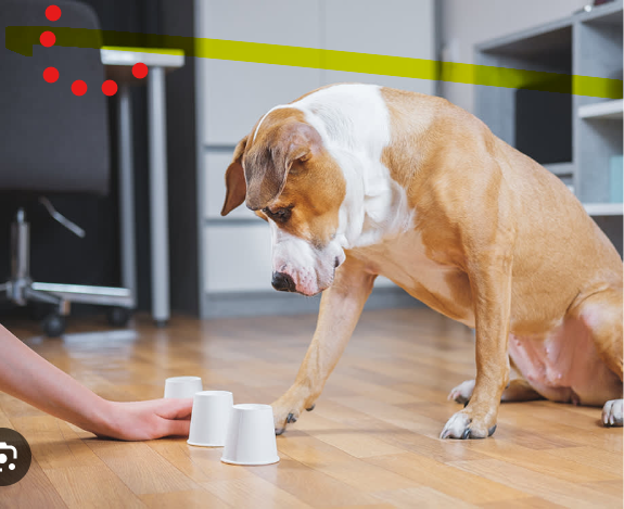 SIslamShar95535's tweet image. Socializing and Training Your Pets: A Guide for Puppies and Kittens animalfreediary.blogspot.com/2024/01/social… 
#pet, #trainingclasses,#Animalfreediary,#AnimalsLover