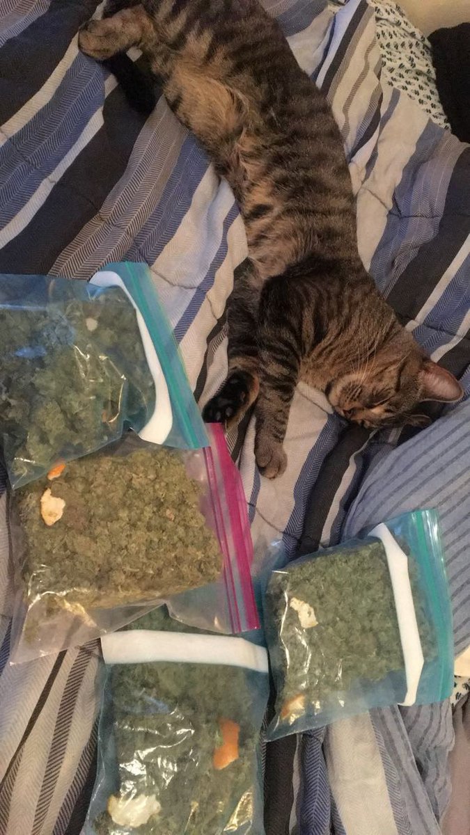 Jewels03122's tweet photo. Armin doing what he does best! Makes sure no one touches mommas stash! #medical #growyourown #hippycat #420community #420friendly https://t.co/C225cnd6xf
