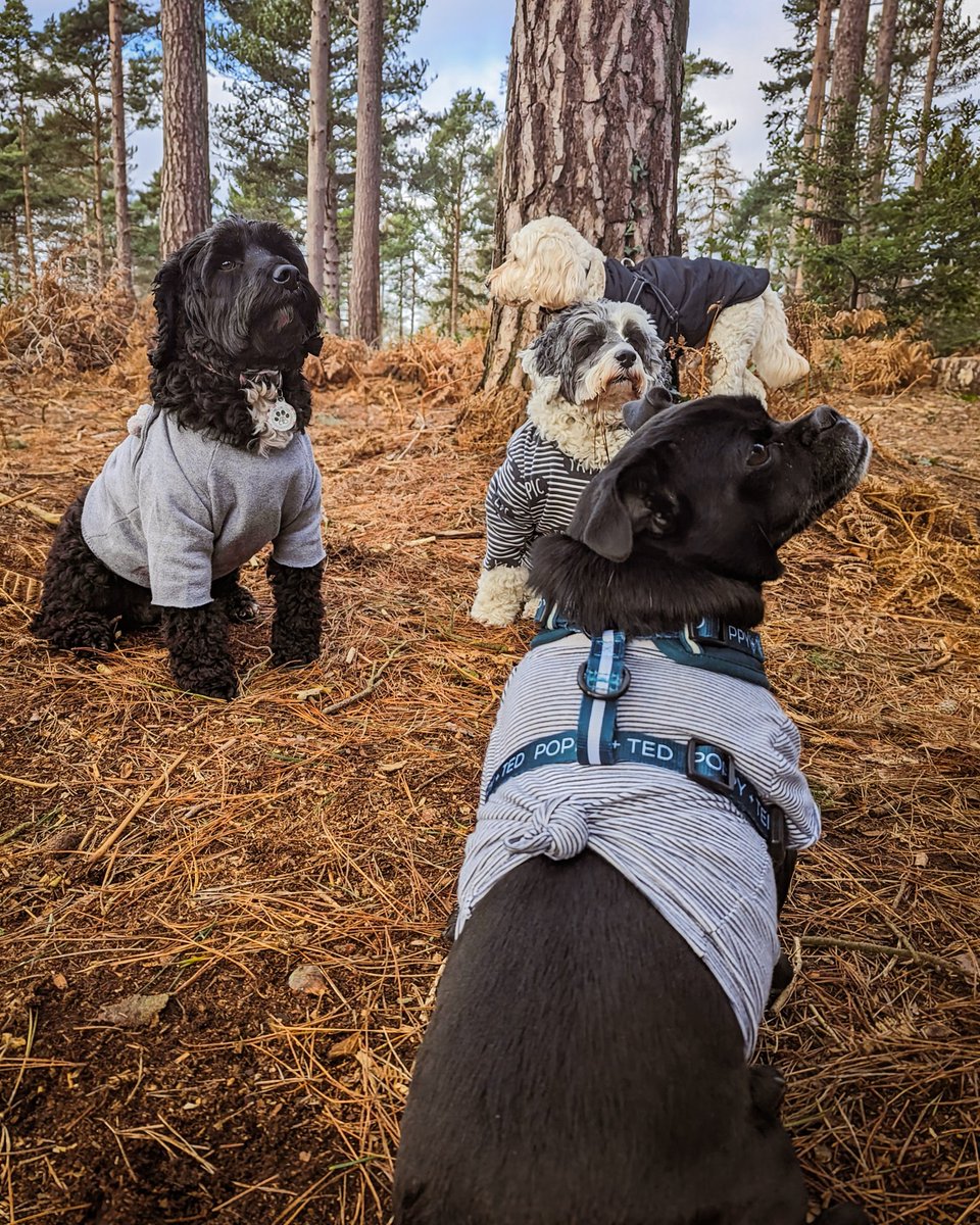 Sick of your dog getting filthy in all this mud and rain? 
Can't afford dog jumpers and had enough of constantly washing the one you do have?
Kids clothes work just as well! 😂