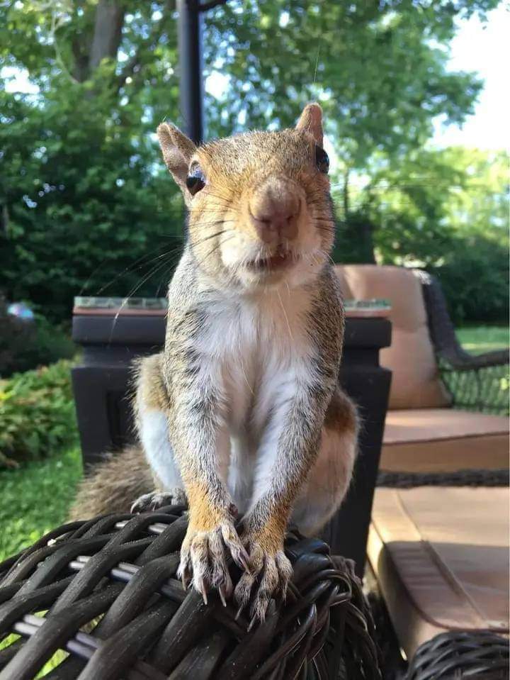 Charlie says "hello everyone"☺️🐿️