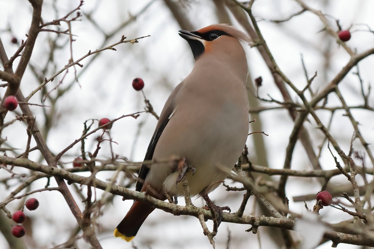 Waxwing A first seeing and photographing these absolutely stunning birds. First lifer off the year, what a way to start. #teifimarshes @VisitPembs @BBCSpringwatch @birdwatchingmag