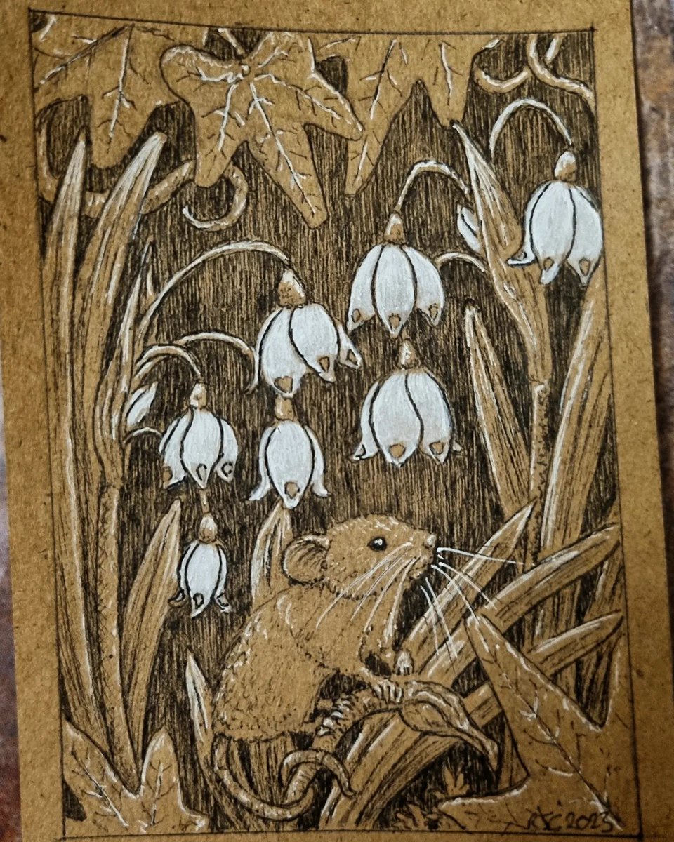 CamfieldBecky's tweet photo. Just some little mice drawings I did as gifts. Tried a different style. 
Ink pen, white marker on brown paper. Approx 11 by 8 cm.

#inkdrawing #micedrawing #cute https://t.co/FXBJGJIZrA