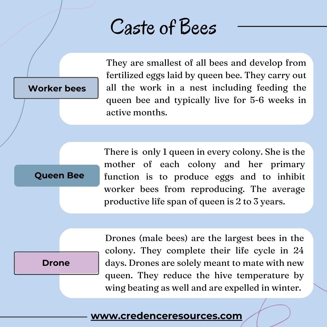 cresources's tweet image. Meet the Royal Family of our hive! 🐝👑 The Queen, the heart of our colony, leads with grace. Drones, the gentlemen, guard the realm. Worker bees, the powerhouse, tirelessly collect nectar for our golden honey. 

visit credenceresources.com for more info.