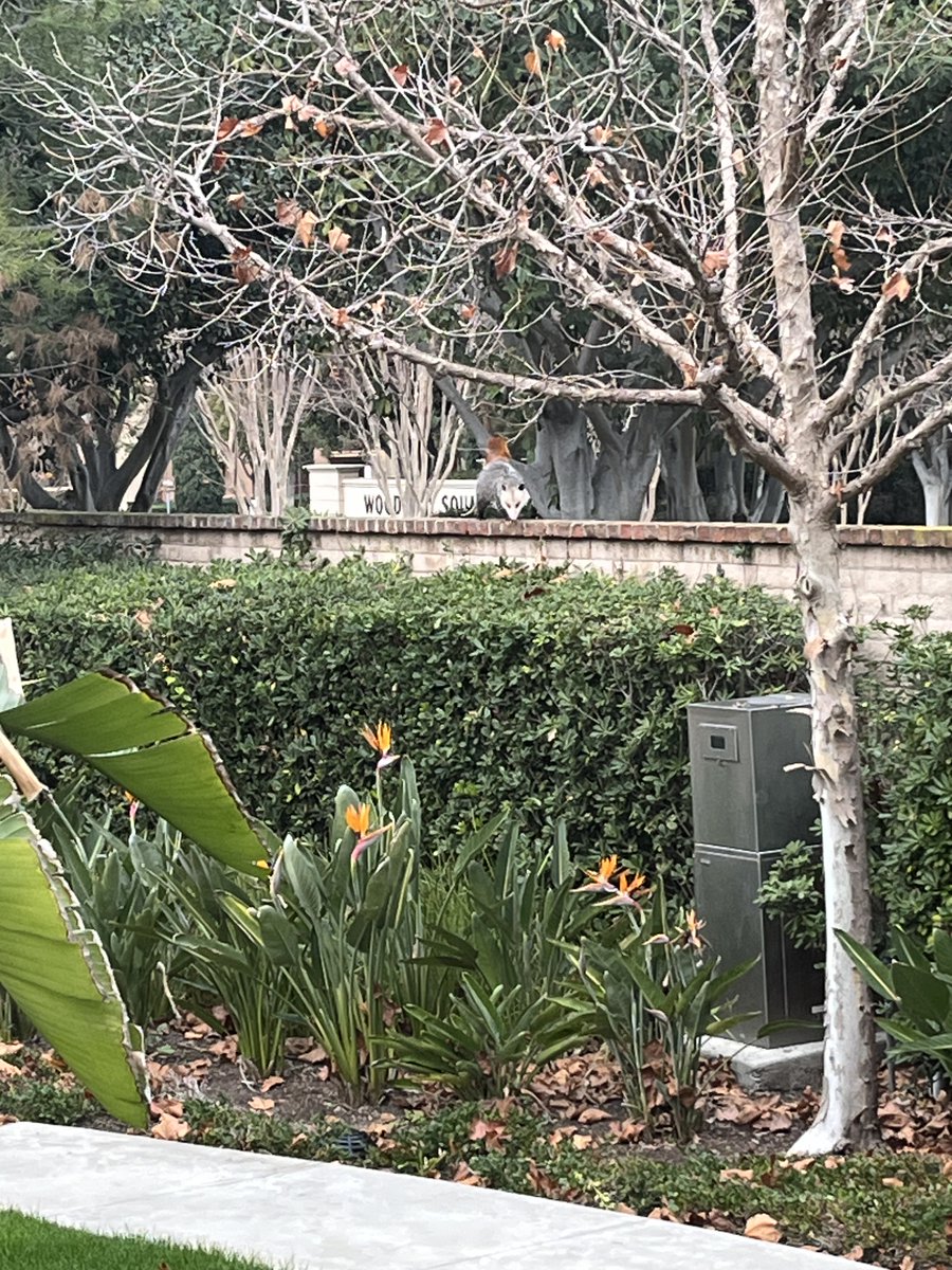 LinusFlink's tweet image. The squirrels sure are big in the US