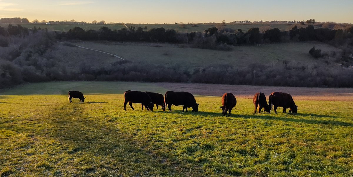 #sussexcattle grazing on #NewHill at #sunset last week #FarthingDowns #conservationgrazing
