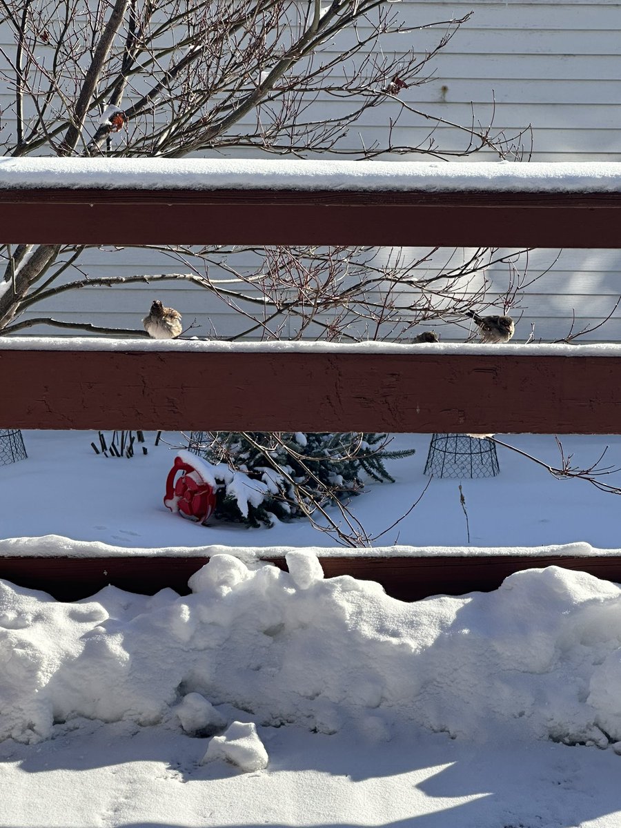 I have a family of new born cardinals in my yard