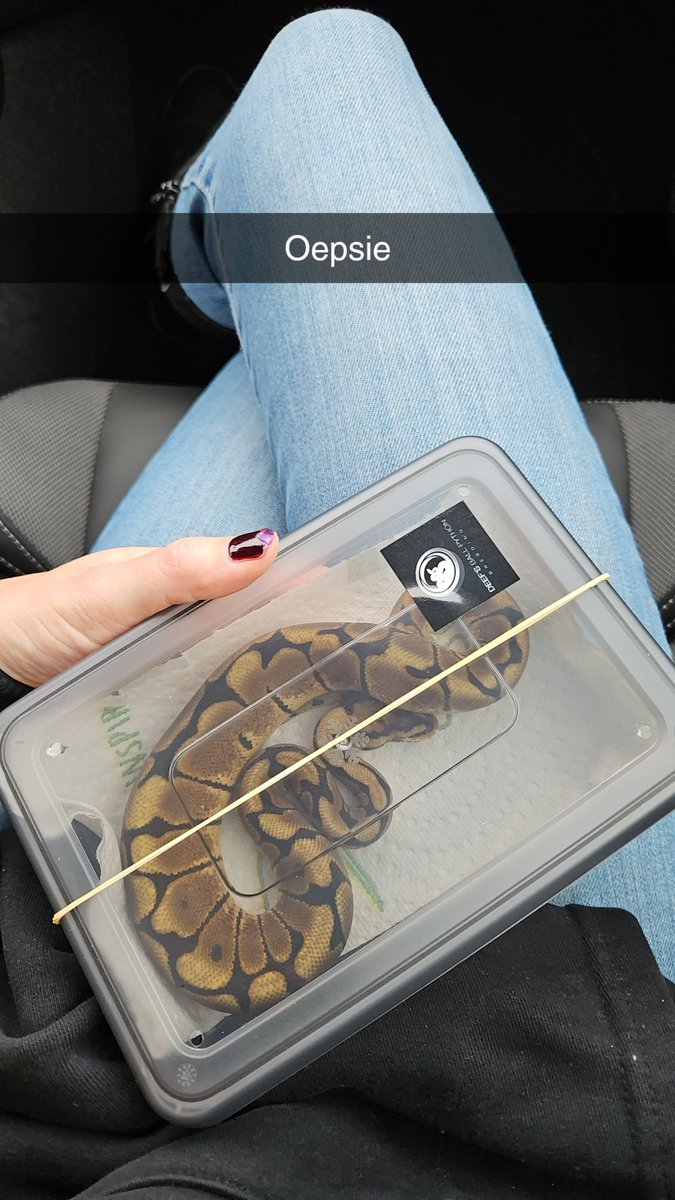 Pianoe82's tweet photo. π€·π»ββοΈ
Toen had ik er ineens 4
#Koningspython #baby #CrazyReptileLady #WelkomNymphadora https://t.co/O9P3nVib9i
