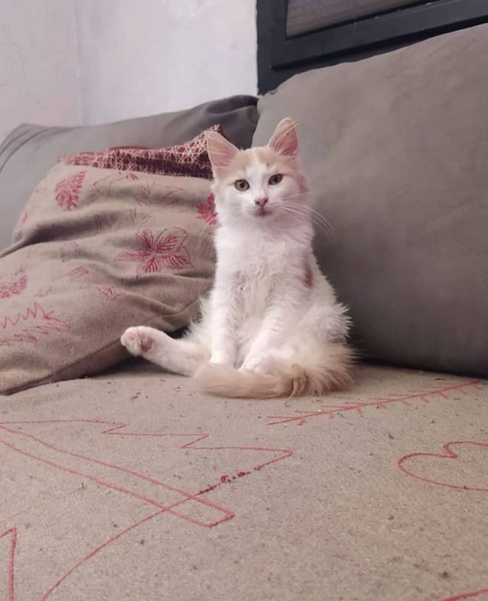 Bu bebek yaklaşık 3 aylık , sokakta buldum. İç dış paraziti yapıldı. 2 kedim olduğu için üçüncüye bakamıyorum. Evde bakabilecek kalıcı yuva ve aile arıyoruz. Ona bir aile çıkar mı?💕