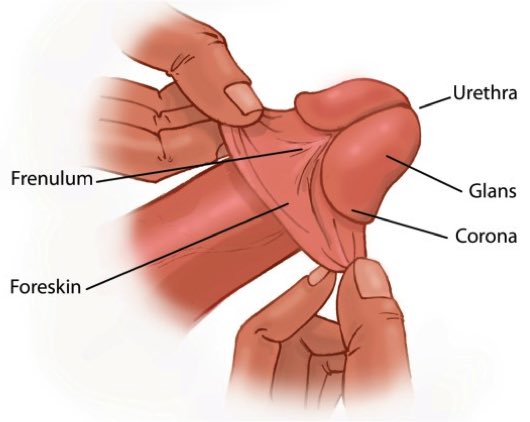 The frenulum is one of men&rsquo;s/pre-op trans/nobinary w/penis g-spots and why some cum faster than others