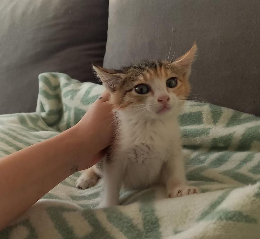 ilkbaharcicegim's tweet photo. Bu 2 bebek sıcak diye bir arabanın kaputuna girmiş, araba bizim yurdun önünde tesadüfen durunca çevredekiler farkedip çıkarmış ama adam nereden geldiğini söylemeden yavruları atıp gitmiş😔Yurtta bakmaya izin vermiyorlar belediyeye verecekler acil pansiyon desteği(4000₺)arıyorum. https://t.co/xi8itSBS3W