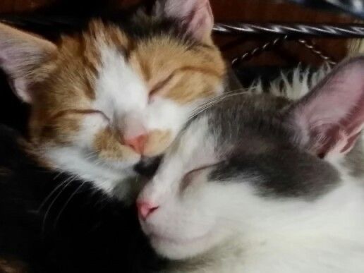 cat archives tweet media