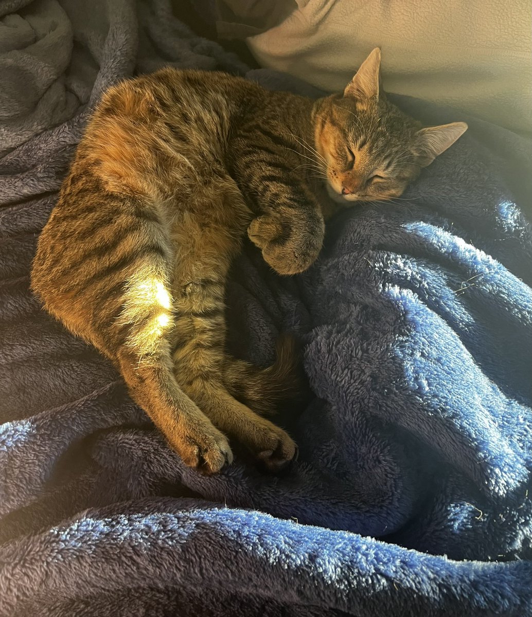 corvo_viola's tweet photo. Hello all Chipmunk stans! 🤩

We are his freshly minted family! His new name is Marcello, which is Italian for “little warrior”…fitting for all he’s been through in his short life. Please feel free to follow me for more updates &amp; thx to @crits4cats for giving him a 2nd chance 😊 https://t.co/wJ0h1Hhkzw