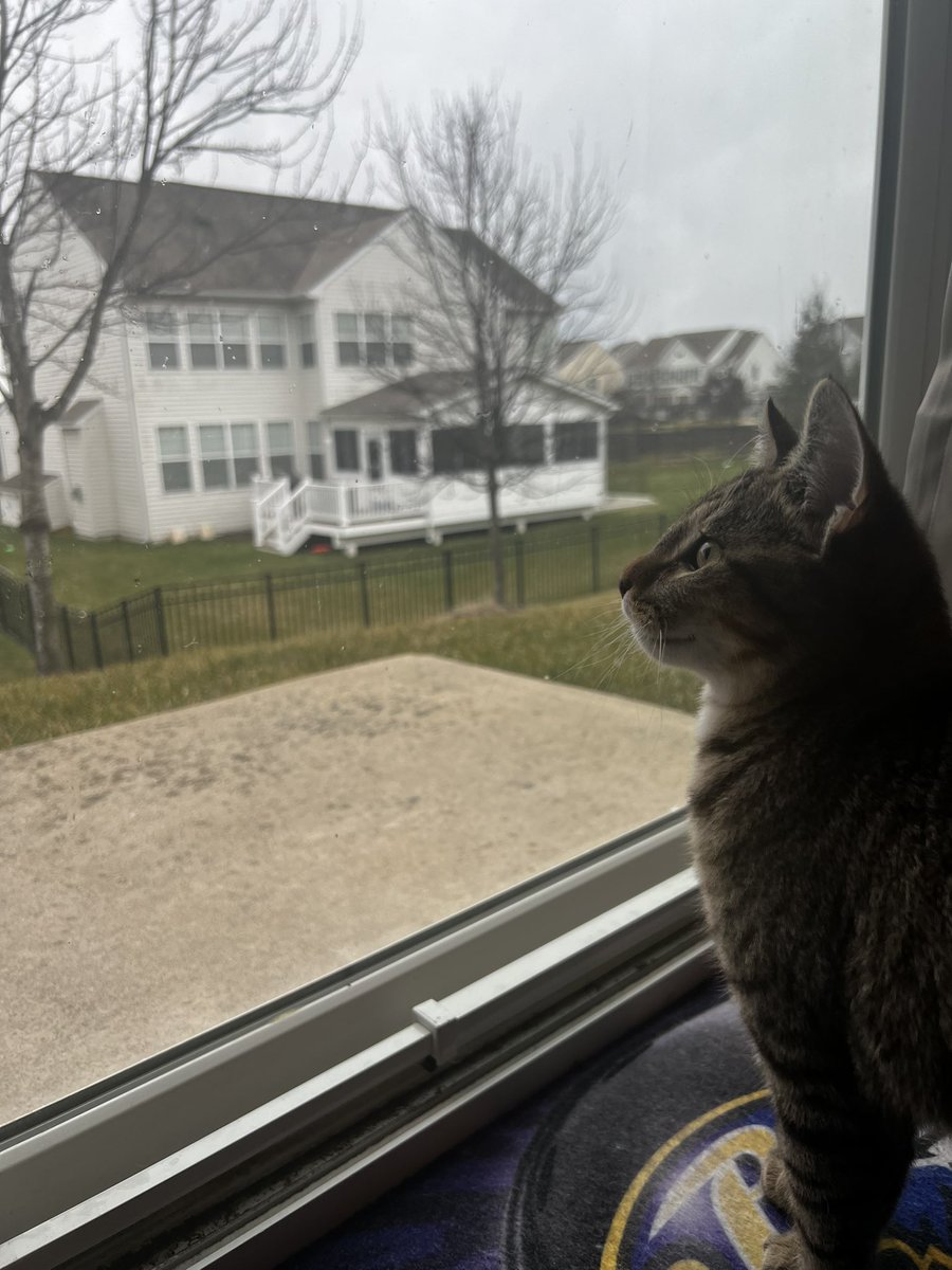 corvo_viola's tweet photo. Hello all Chipmunk stans! 🤩

We are his freshly minted family! His new name is Marcello, which is Italian for “little warrior”…fitting for all he’s been through in his short life. Please feel free to follow me for more updates &amp; thx to @crits4cats for giving him a 2nd chance 😊 https://t.co/wJ0h1Hhkzw
