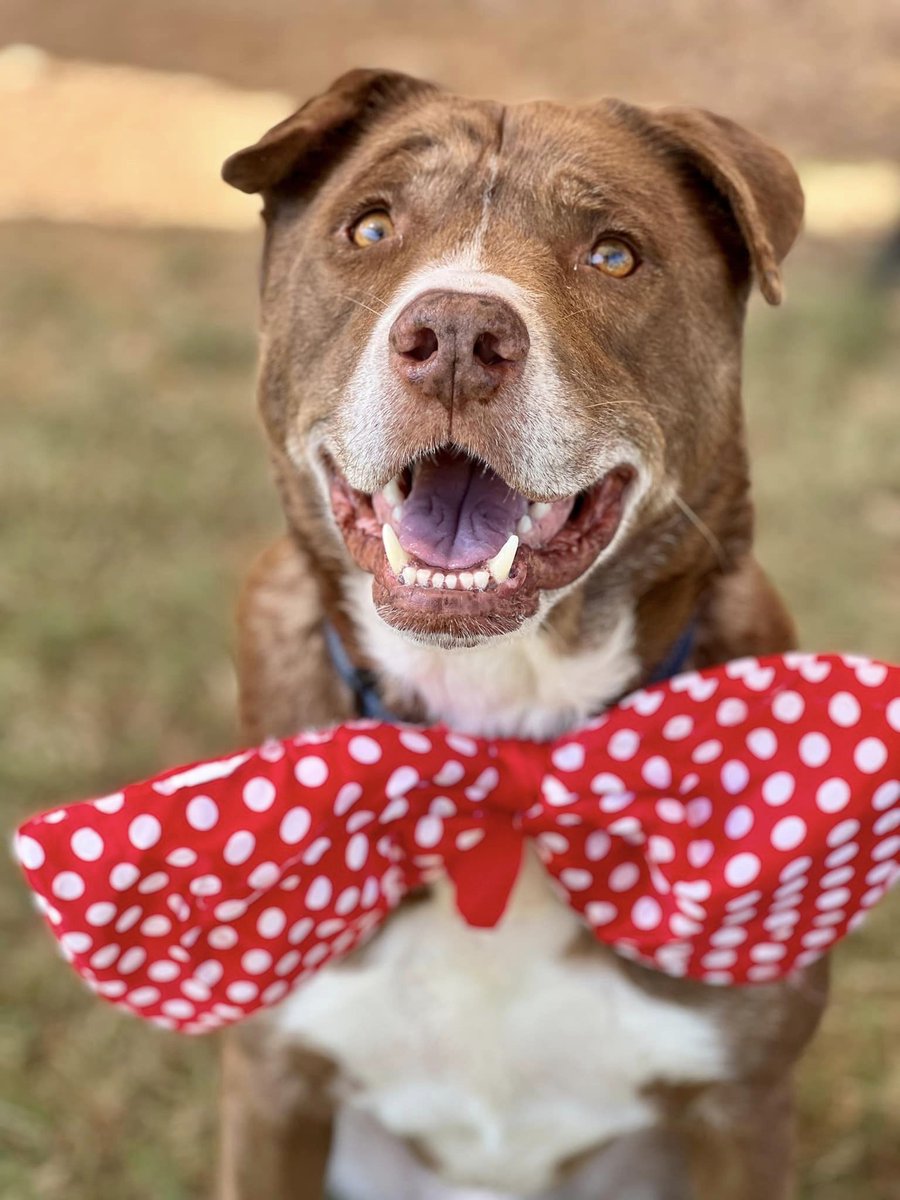 Dudley is ready to steal the spotlight on National Dress Up Your Pet Day! This adorable furball is here to flaunt his best "duds" for the occasion.
 To find out more about Dudley click here: alaqua.org/adopt/find-a-p…