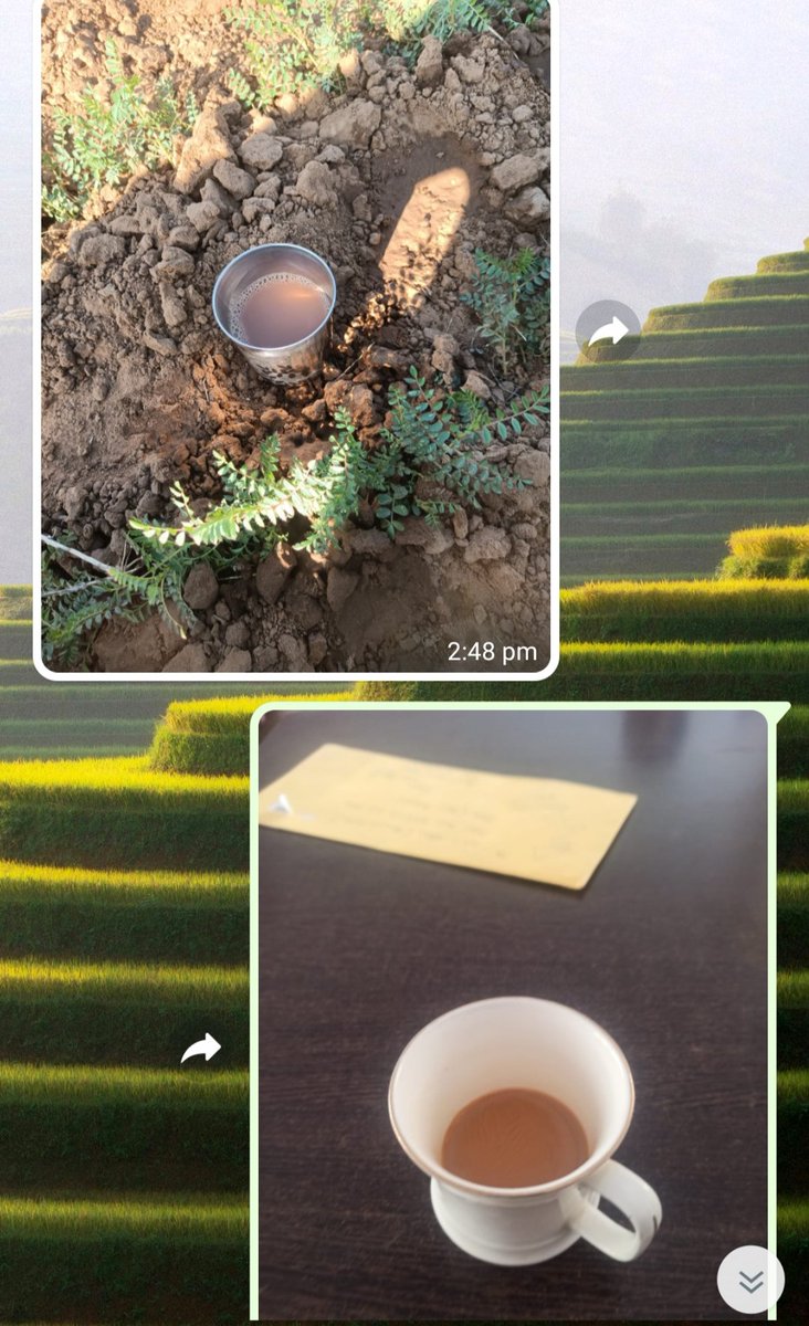 LUNASURENDRA88's tweet photo. Which one tastes better?
#Tea #TeaLover #Farmer https://t.co/uq5M8ercyM