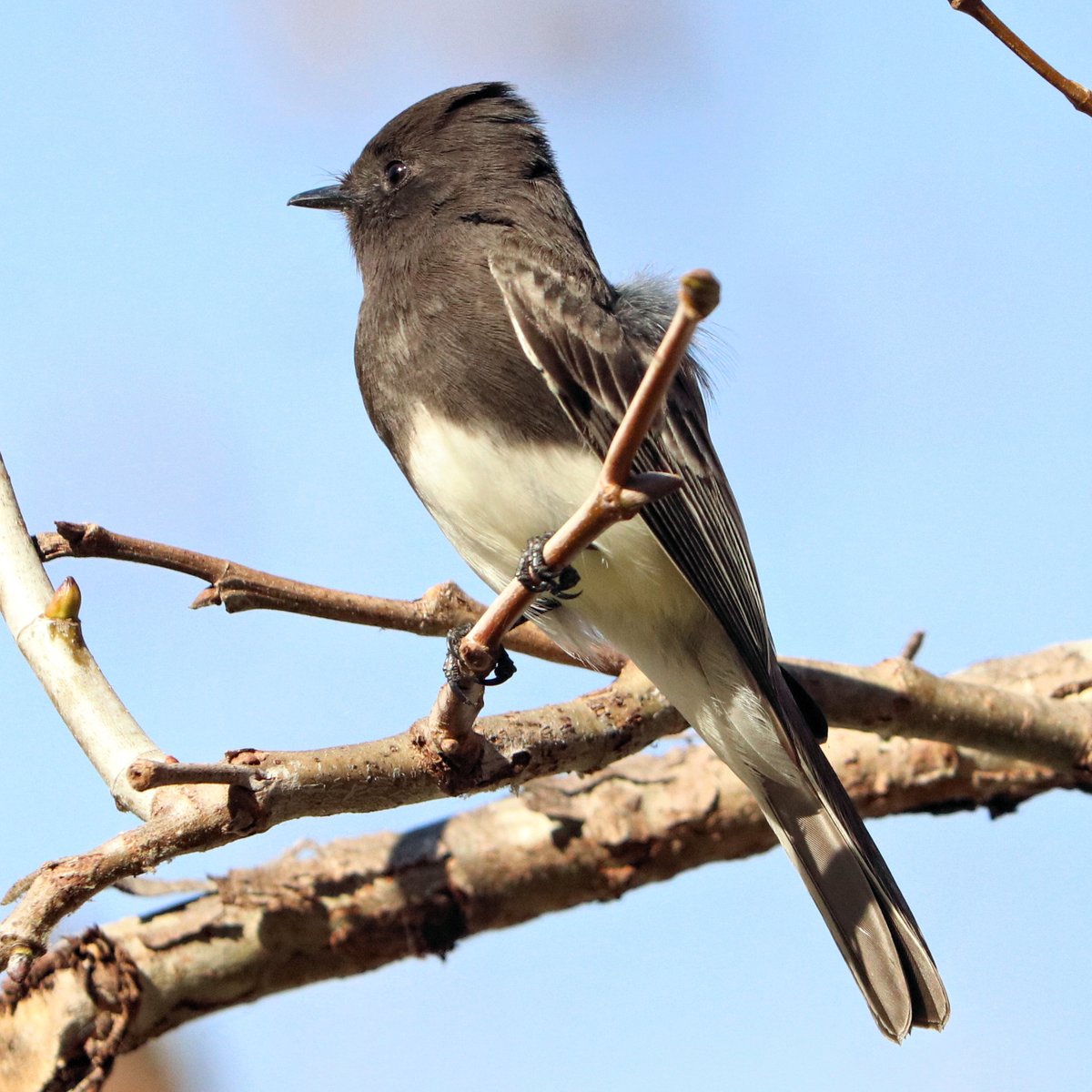 Black tie affair #ThingsOutside