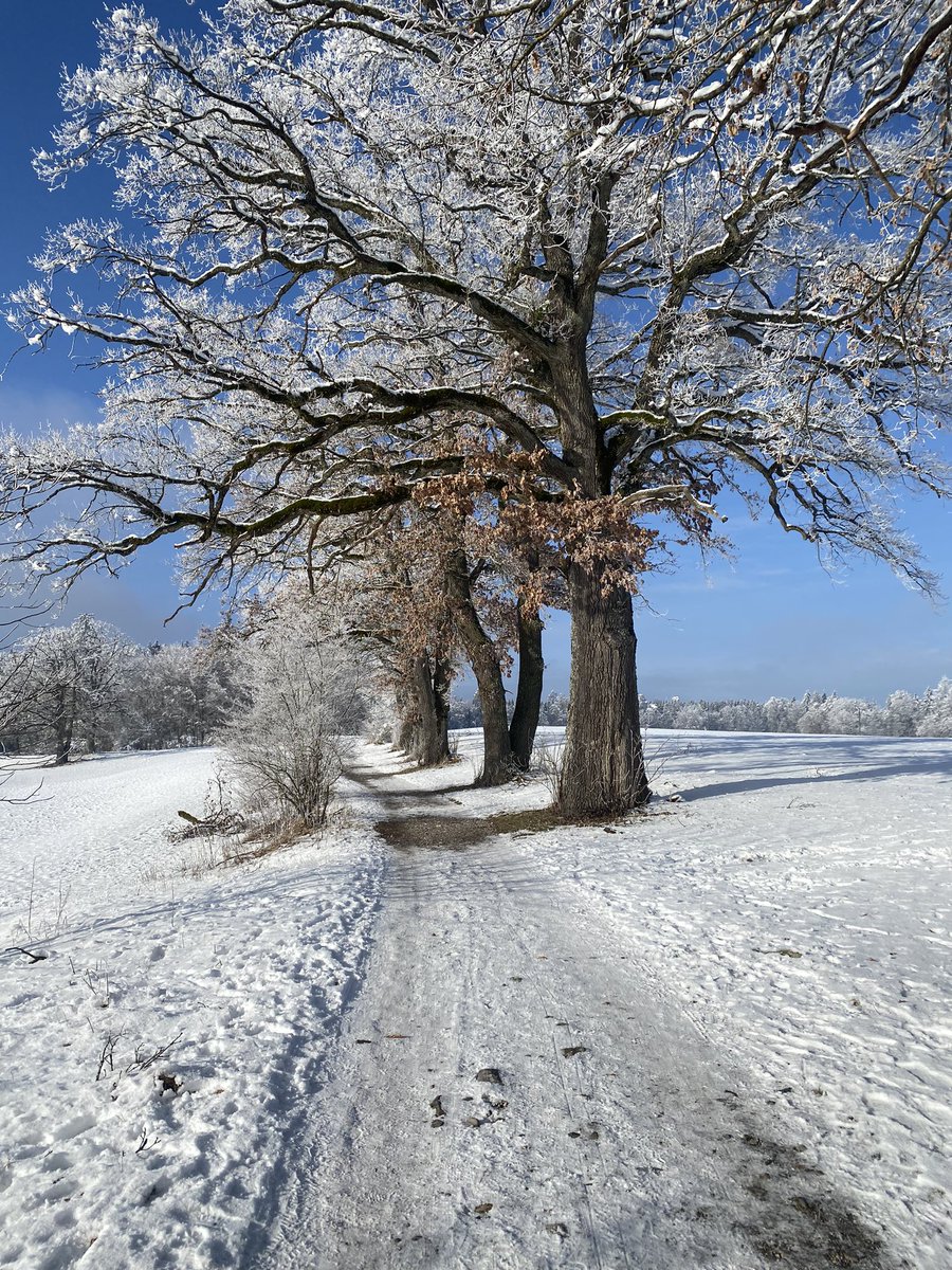 Herrmaennchen's tweet photo. Allerdings teilweise sehr vereister Weg. Ohne Grödel hätte ich mich nicht wohl gefühlt. #Osterseen #Rundweg https://t.co/DFOqQyDWwE