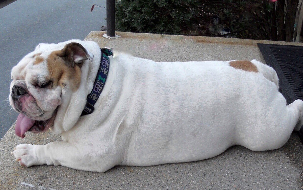 Gertie the Bulldog tweet media