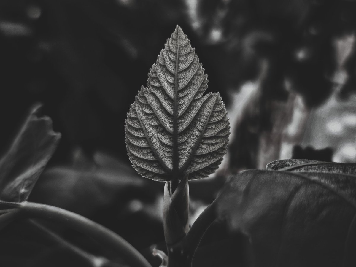 NFTgraphy1's tweet photo. "Harmony of Creation"
The exquisite and vibrant single leaf, adorned with intricate patterns and graceful veins, epitomizes the symphony of order and complexity at the very core of life and creation.

Available on @objktcom
15 #XTZ 💸
2 Editions
Link Below📌 https://t.co/Y7XxuyRtoS