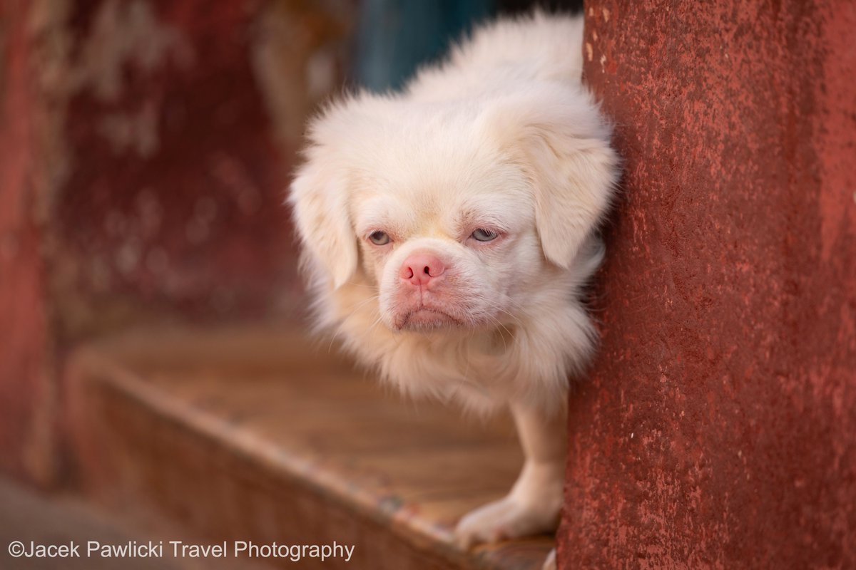 TuPawlicki's tweet photo. Cuba, Remedios, January 2024. Portraits from Remedios. Pensioner, pharmacist, resident and dog. Socialismo o muerte! #cuba #remedios #travel #portraits #portraitphotography #remedioscuba🇨🇺 #world #worldcaptures #worldpics #streetphotography #travelphotography #dog #pensioner https://t.co/RsaqyHzjtX