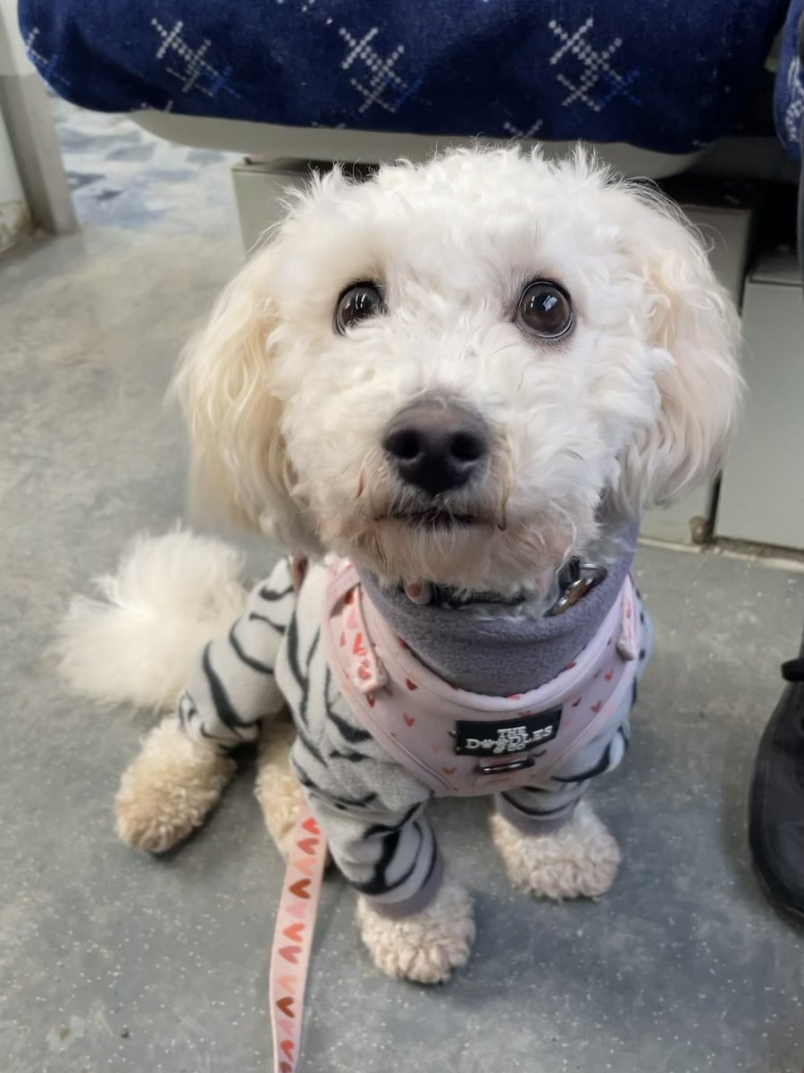 Speedbun3's tweet photo. @ScotRail Not so much #dressupyourpetday more #trytokeepyourpetcleanday today for us 🐾 https://t.co/l2Dy8nJJXw