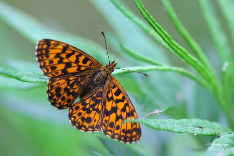 ebmsturkiye's tweet photo. #haftanınkelebeği
📸: Hasan Sevgili
Tür: Mor İnci (Boloria dia) https://t.co/5cDI1tTe2N