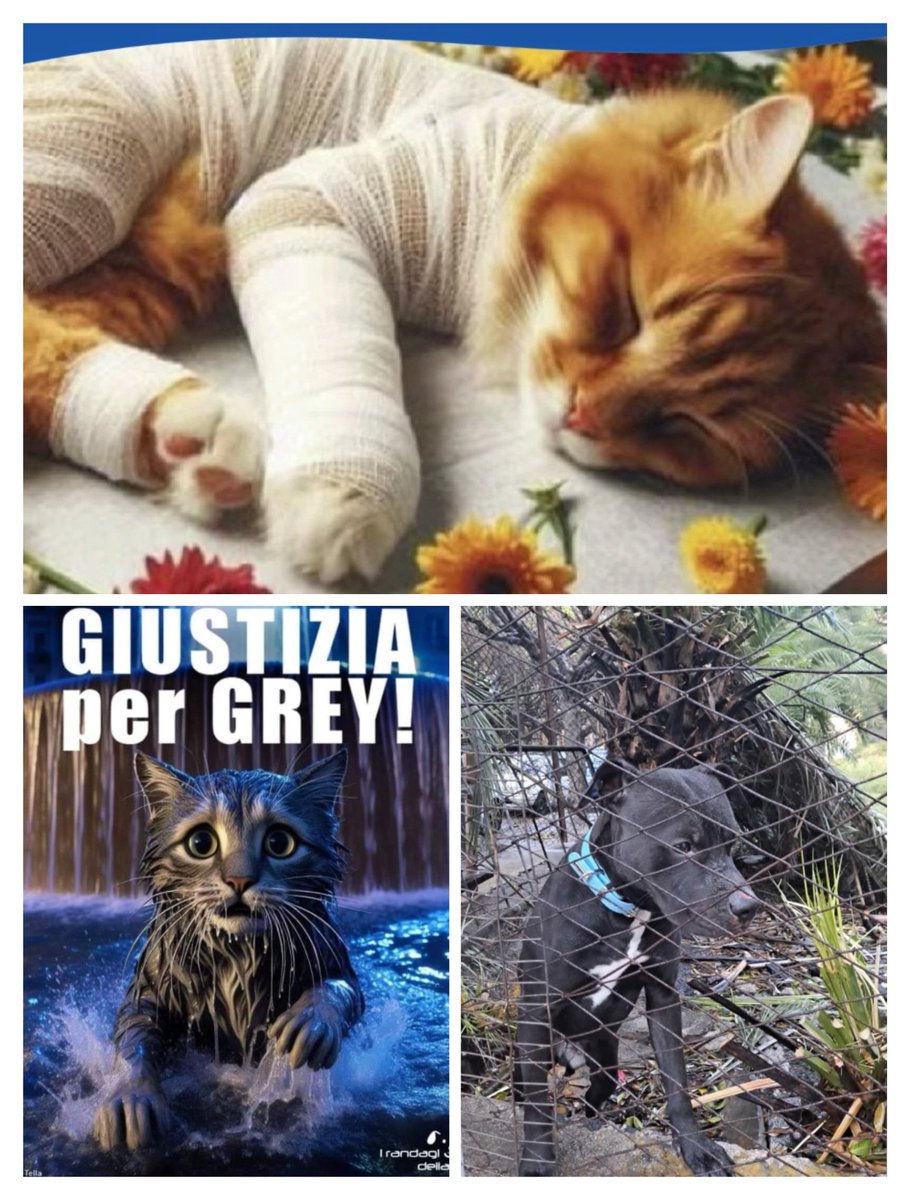 fan_zilli's tweet photo. Fermiamo la crudeltà
Verso gli animali! 😭😭😭😭💔💔💔💔
#Leone
#Leone2
#Aron
#Grey https://t.co/pGK1k4T5BD