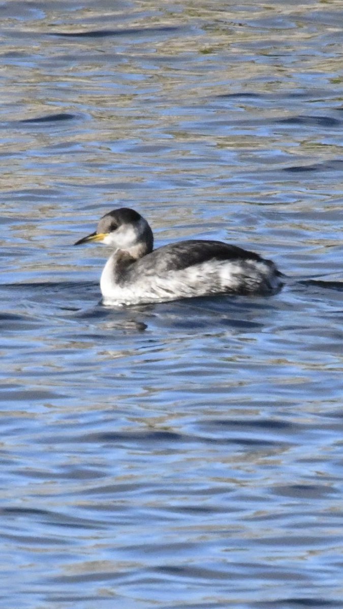 Red necked grebe,Llanishen res, Glamorgan. New bird for us.