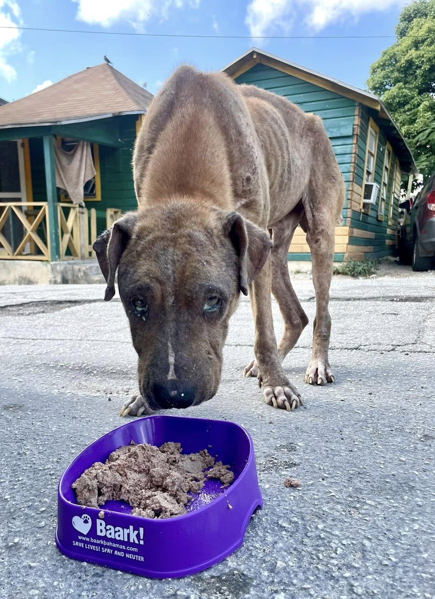 Potcake Rescue 🏝🐕 tweet media