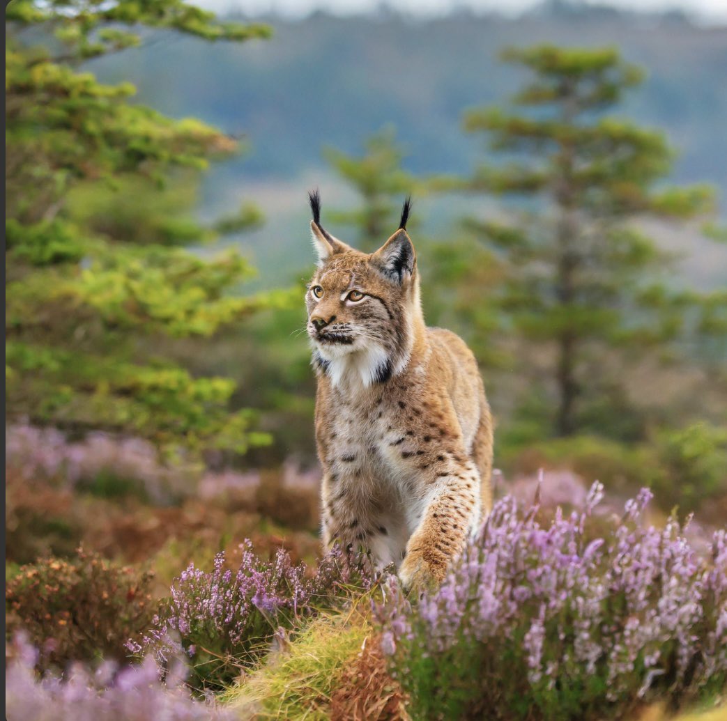 RewildScotland's tweet photo. Dreaming - A lynx stalking through the Scottish heather. Sadly only AI generated at mo but one day… @Lynx_Scotland https://t.co/B8qhUTXCDQ
