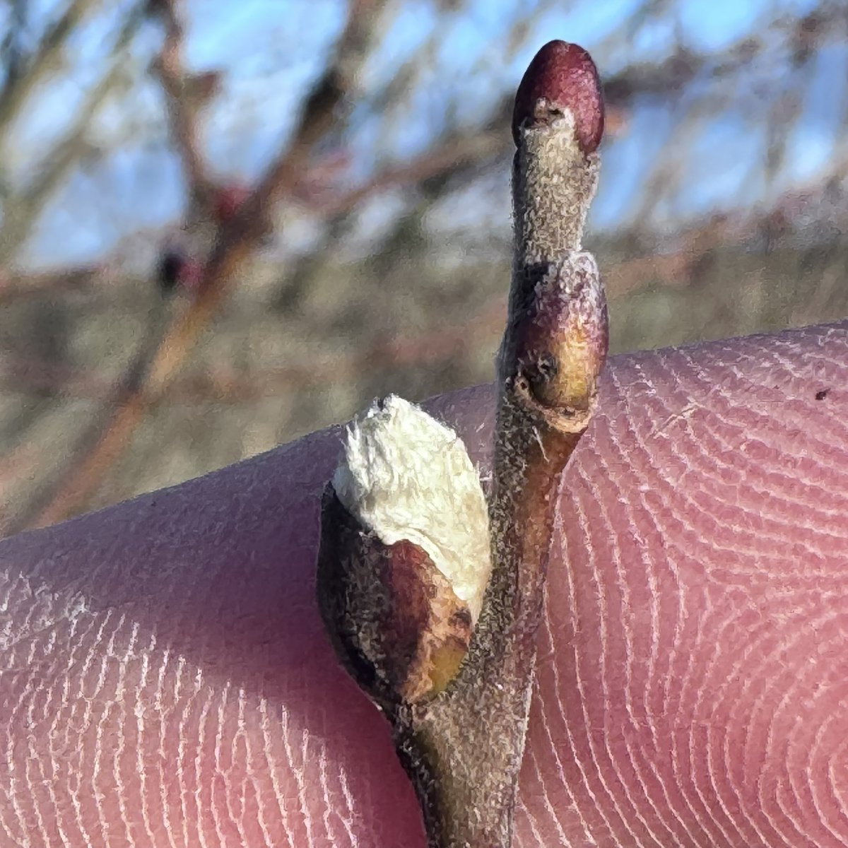 txgids's tweet photo. de eerste wilgenkatjes piepen uit hun knopjes. Over n paar weken bloeien deze volop en is het bijenseizoen begonnen! #bijen #tobeeornottobee 
#natuurstruûnen op #Texel https://t.co/tKH0Z457Ms