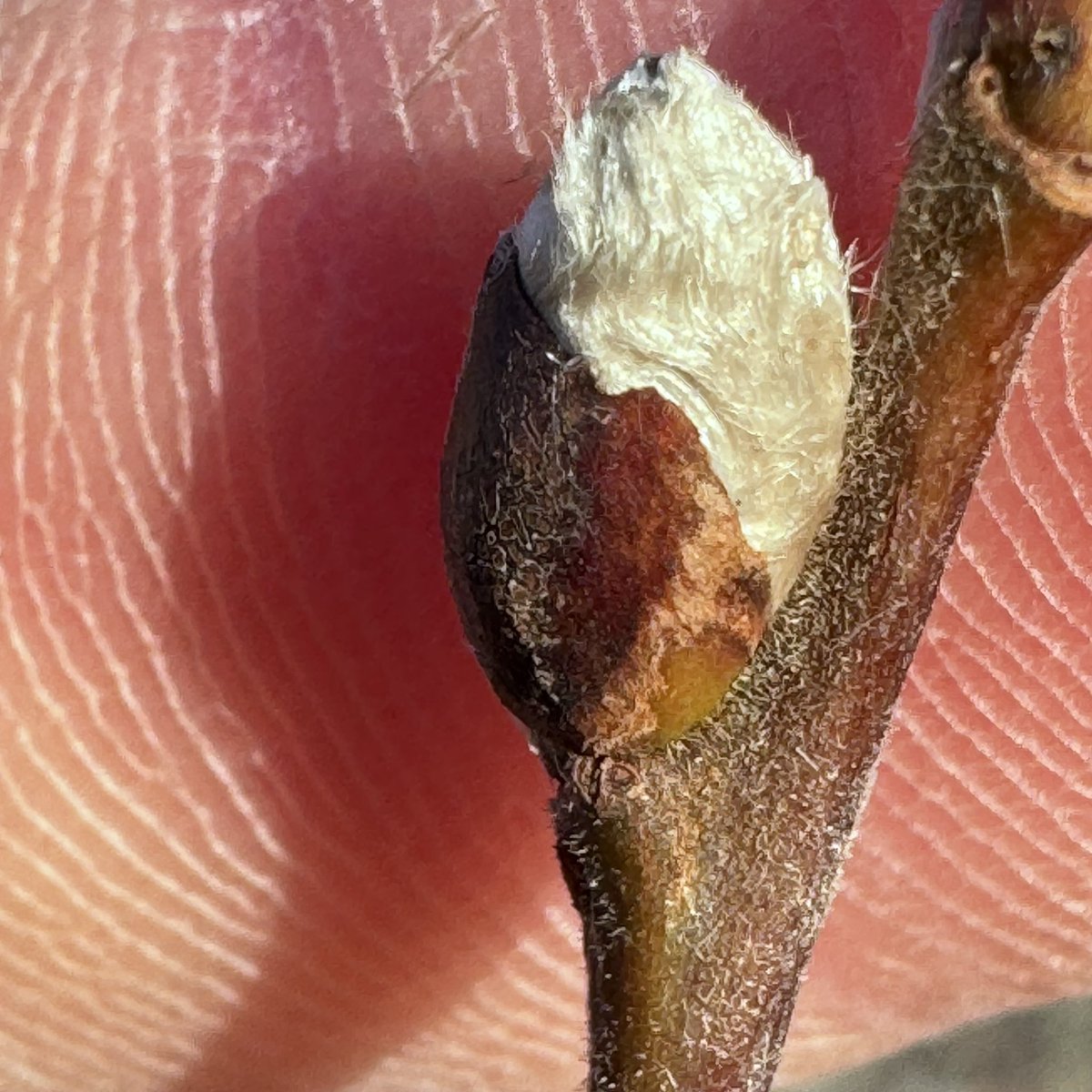 txgids's tweet photo. de eerste wilgenkatjes piepen uit hun knopjes. Over n paar weken bloeien deze volop en is het bijenseizoen begonnen! #bijen #tobeeornottobee 
#natuurstruûnen op #Texel https://t.co/tKH0Z457Ms